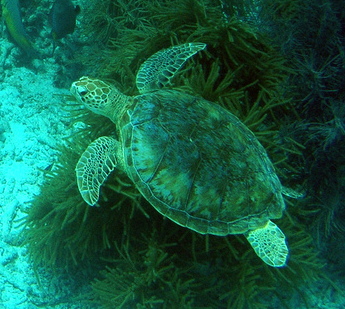 Eretmochelys imbricata