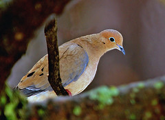 Morning dove